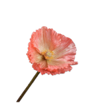 Poppy Stem Salmon