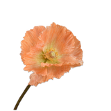Poppy Stem Orange