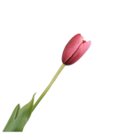 Tulip Stem Red Rt
