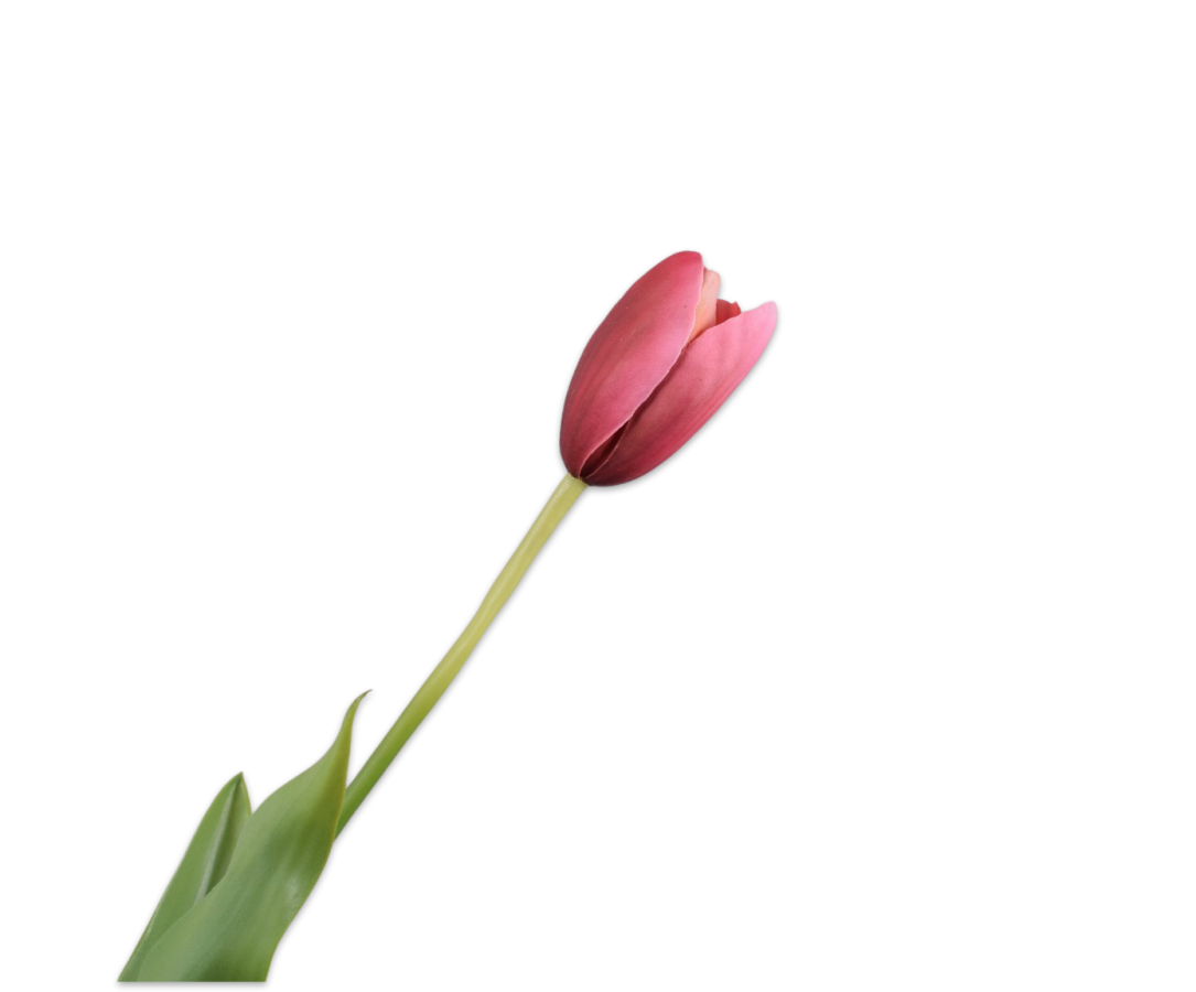 Tulip Stem Red Rt
