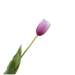 Tulip Stem Lavend Rt