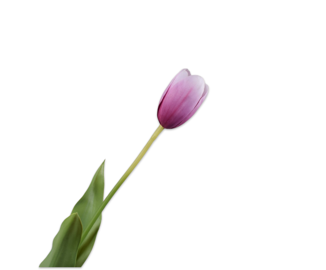 Tulip Stem Lavend Rt