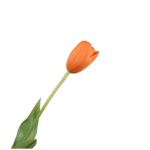 Tulip Stem Ora Lt Rt