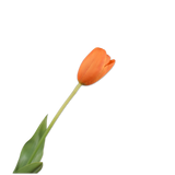 Tulip Stem Ora Lt Rt