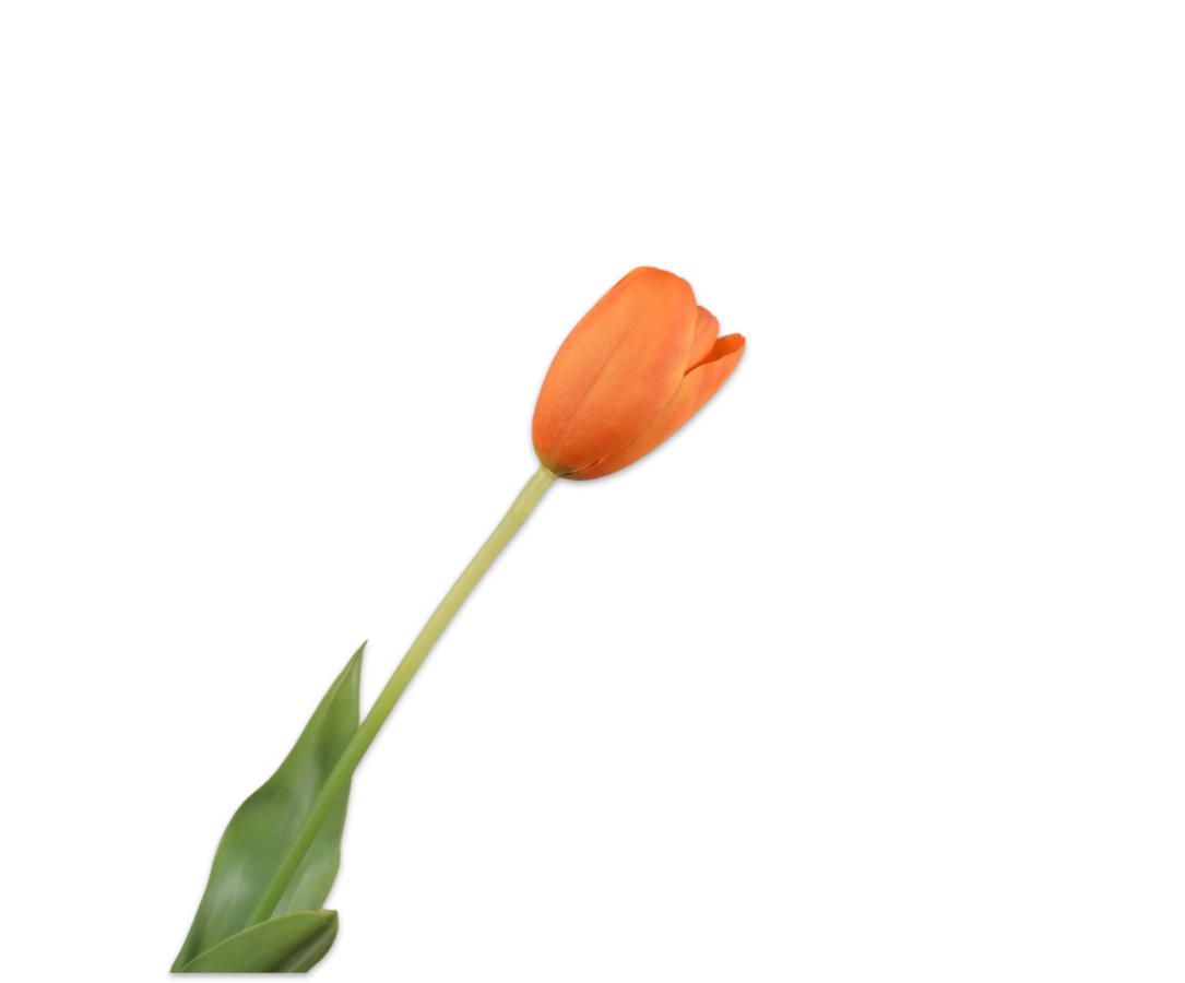 Tulip Stem Ora Lt Rt