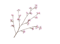Blossom Spray Pink - 116