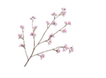 Blossom Spray Pink - 116