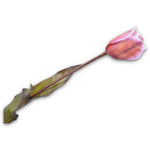 Tulip Stem Lavend