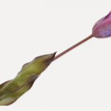 Tulip Stem Prp/Bl