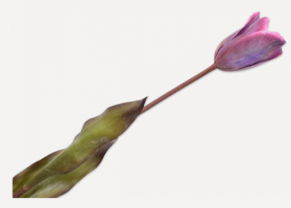 Tulip Stem Prp/Bl