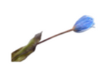 Tulip Stem Blue