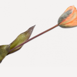 Tulip Stem Ora/Yll