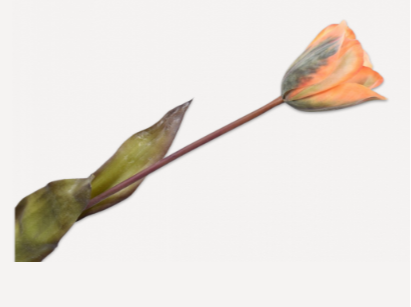Tulip Stem Ora/Yll