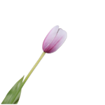 Tulip Stem Wht/Bty Rt