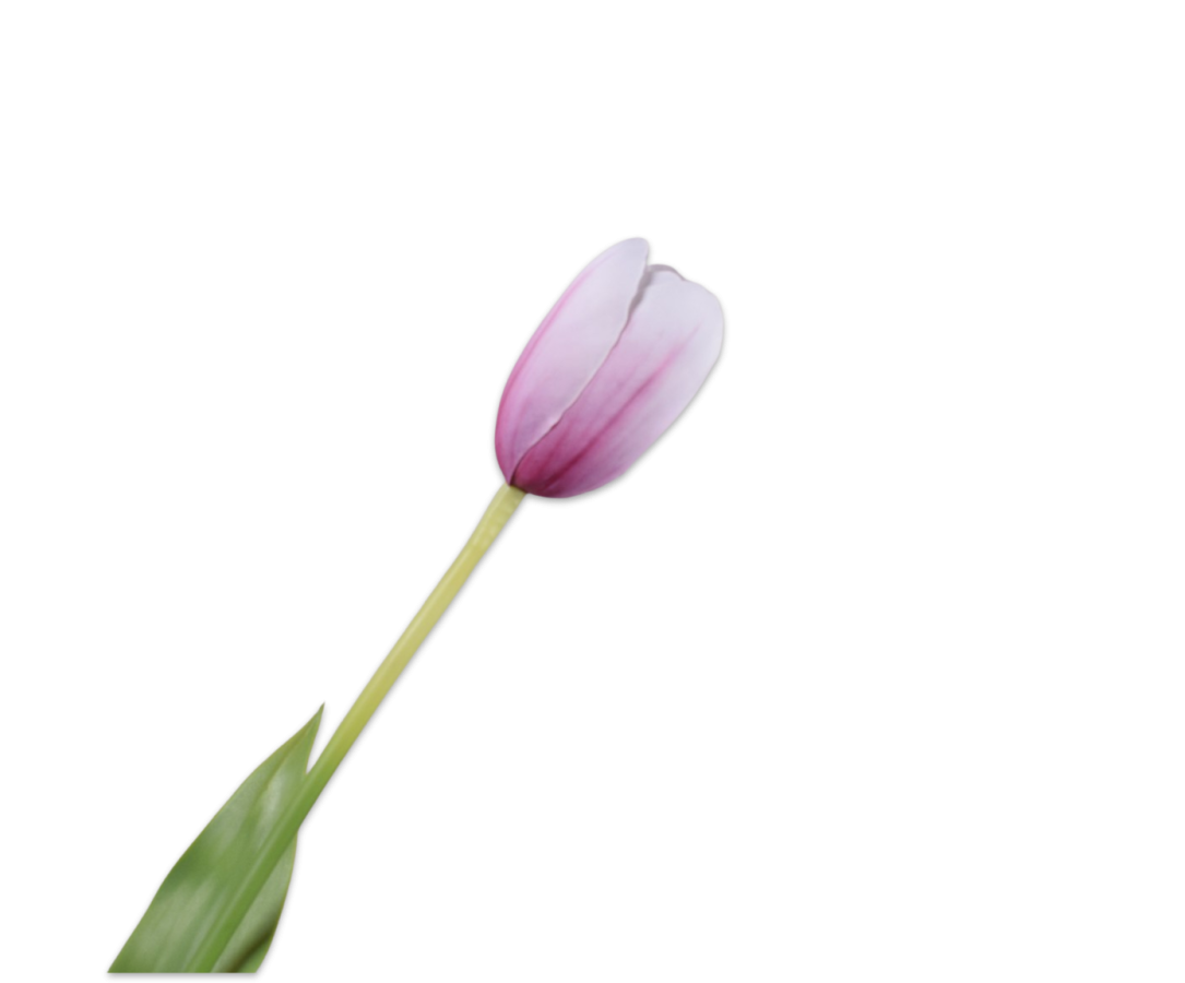 Tulip Stem Wht/Bty Rt