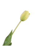 Tulip Stem Yellow Rt