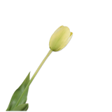 Tulip Stem Yellow Rt