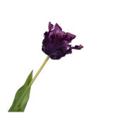 Tulip Stem Purple Rt