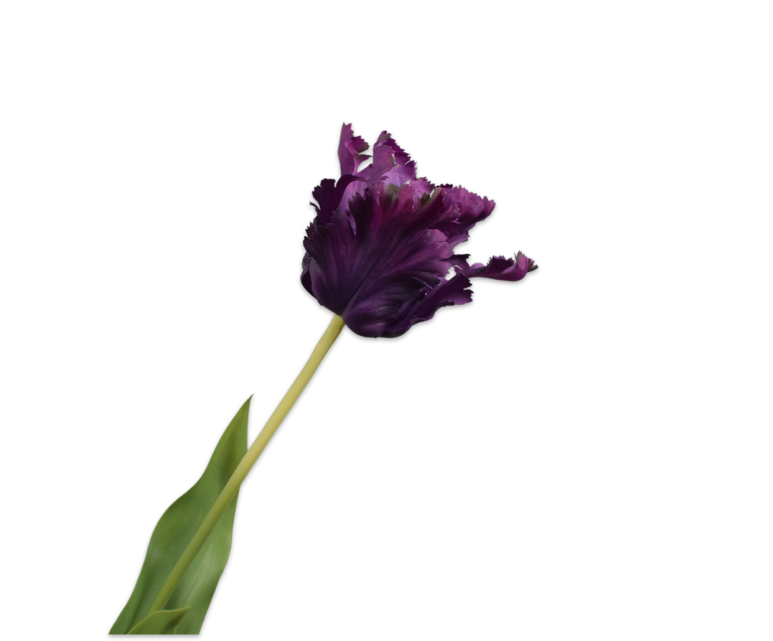 Tulip Stem Purple Rt