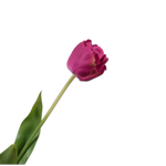 Tulip Stem Beauty Rt