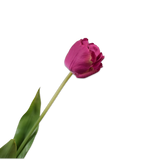 Tulip Stem Beauty Rt