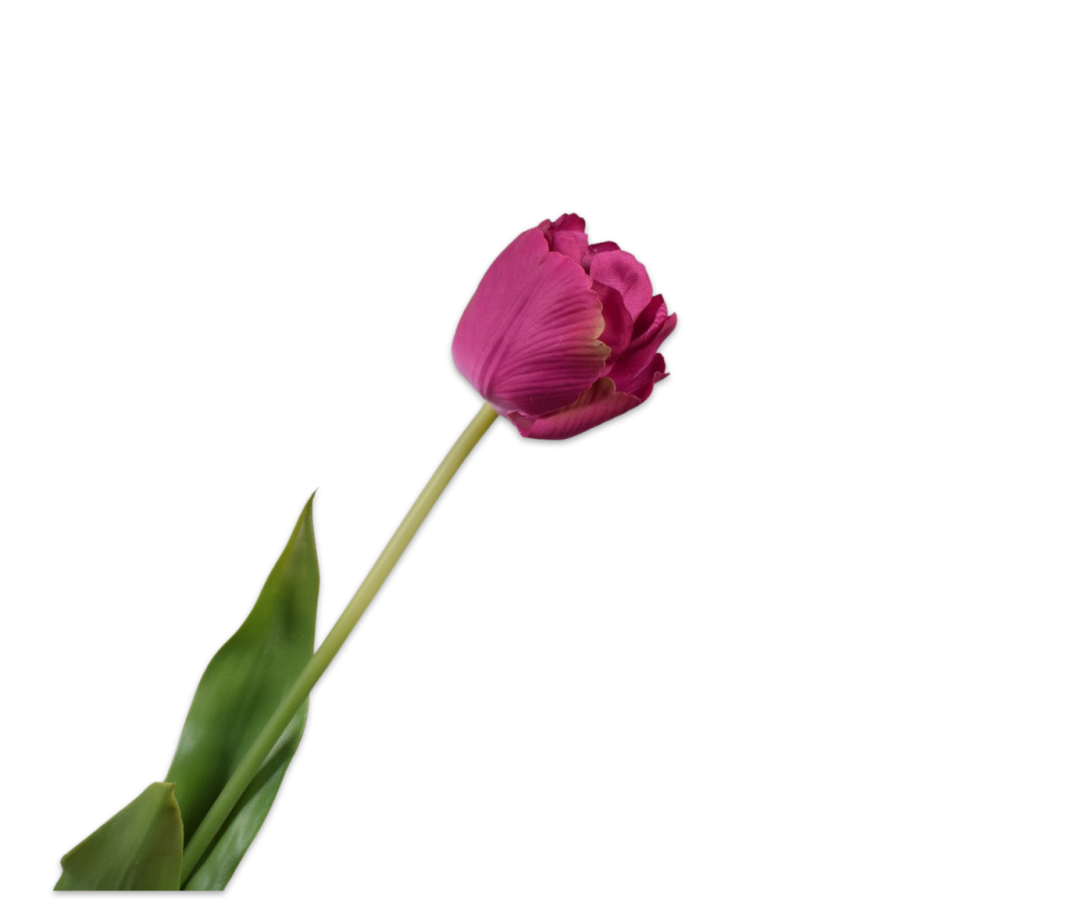 Tulip Stem Beauty Rt