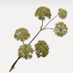 Hogweed Spray Green