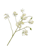 Gloriosa Spray Cream