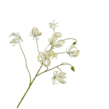 Gloriosa Spray Cream