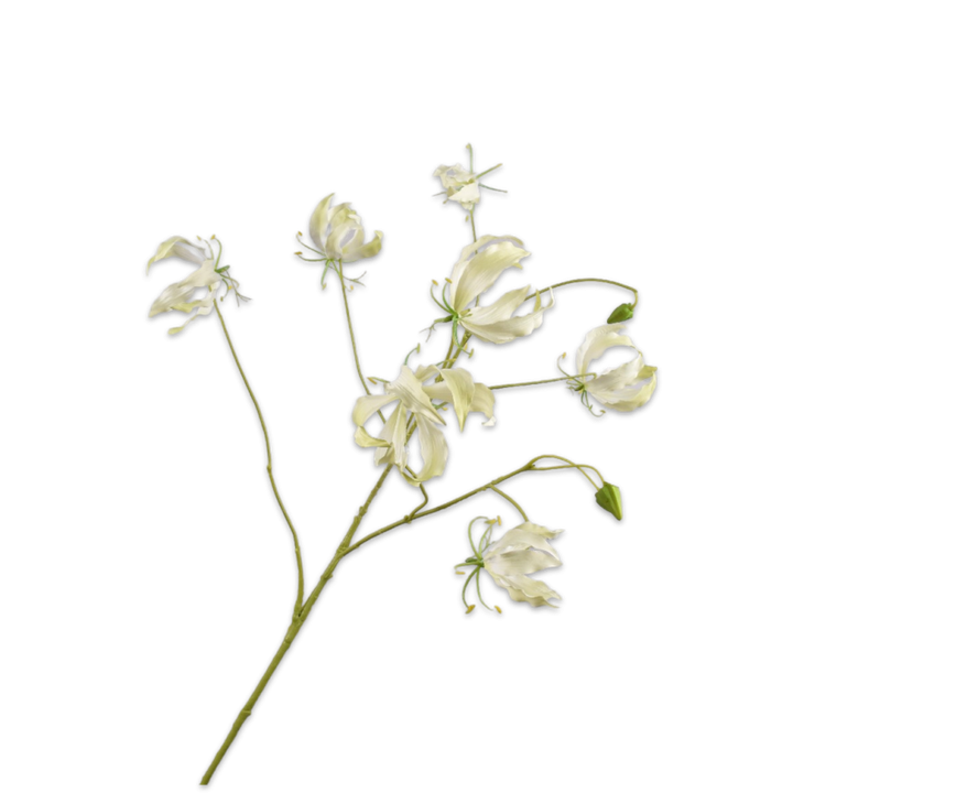 Gloriosa Spray Cream
