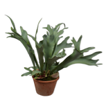 STAGHORN FERN I/POT GREEN