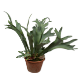 STAGHORN FERN I/POT GREEN