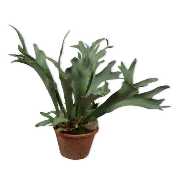 STAGHORN FERN I/POT GREEN