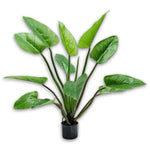 Alocasia Green-122