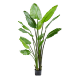 Strelitzia Green-183Cm