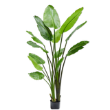 Strelitzia Green-183Cm