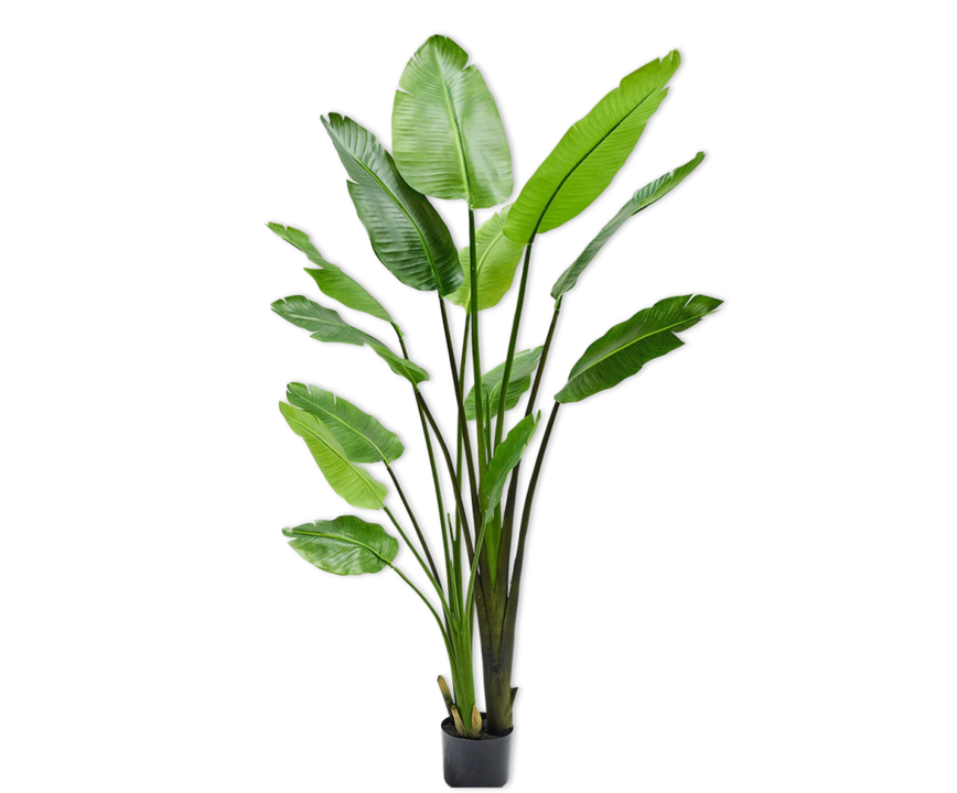 Strelitzia Green-183Cm