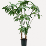 Plant Green-204Cm