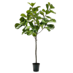 Ficus I/Pot Green 254 Cm