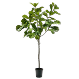 Ficus I/Pot Green 254 Cm
