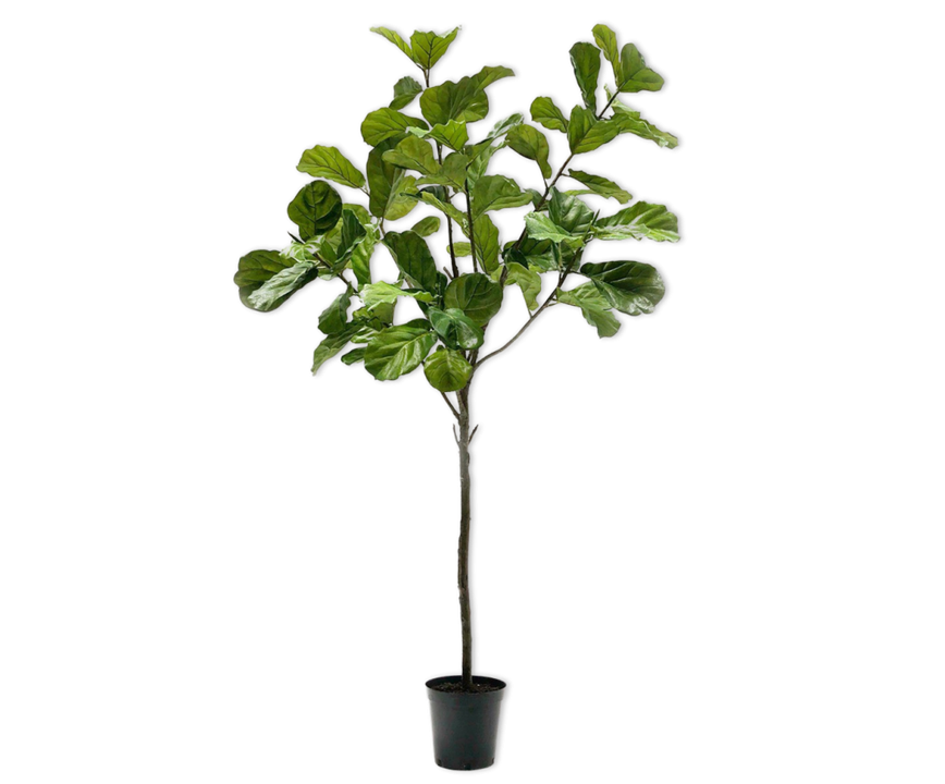 Ficus I/Pot Green 254 Cm