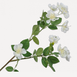Blossom Spray Cream - 66
