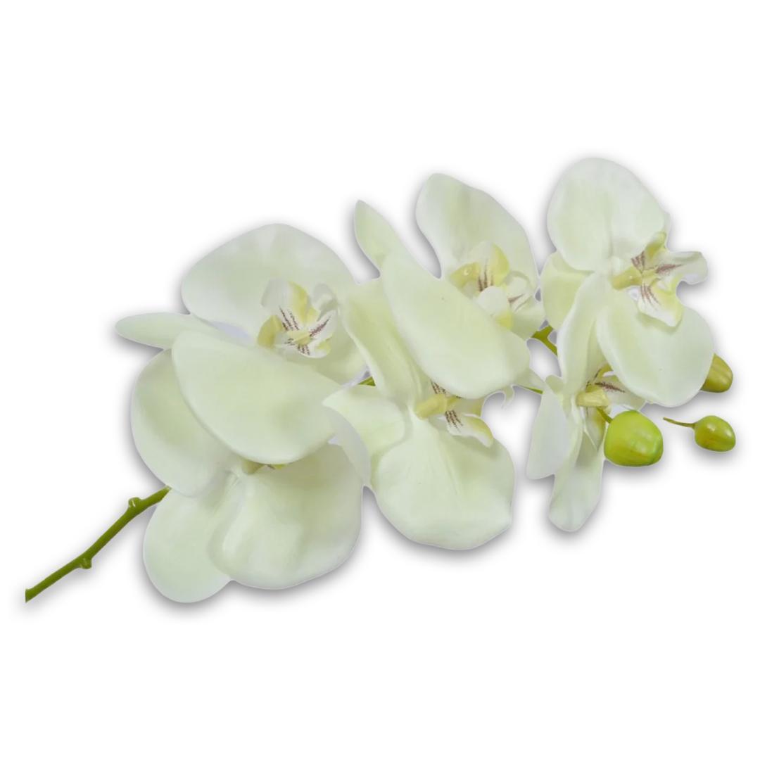 Orchid Stem White