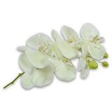 Orchid Stem White