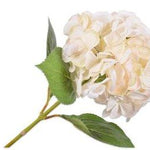 Hydrangea Stem Cream