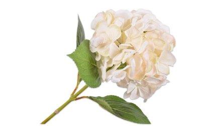 Hydrangea Stem Cream