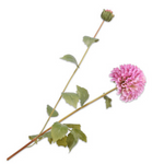 Dahlia Spray Lavend-87Cm