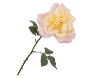 Rose Stem Cr/Pnk 58 Cm