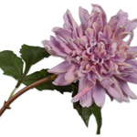 Dahlia Stem Prp Lt