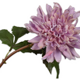 Dahlia Stem Prp Lt